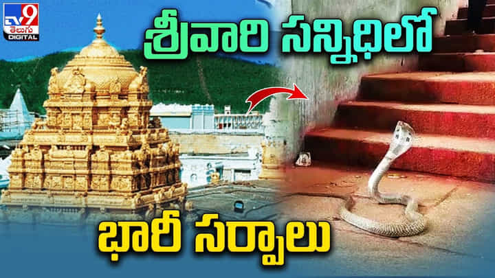 Tirumala: తిరుమలలో రెండు పాముల ప్రత్యక్షం.. భయంతో భక్తుల పరుగులు Tirumala: తిరుమలలో రెండు పాముల ప్రత్యక్షం.. భయంతో భక్తుల పరుగులు