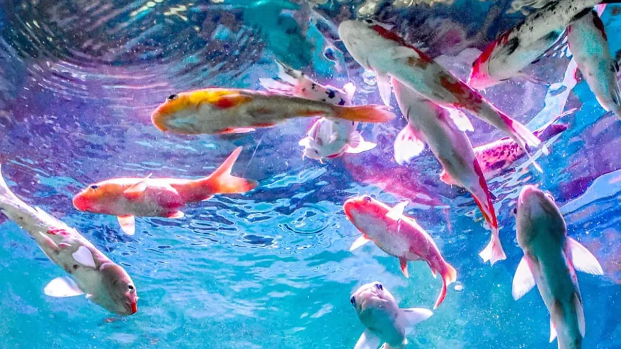 Hyderabad Tourism హైదరాబాద్‌లో మరో అద్భుతం.. అండర్ వాటర్ టన్నెల్