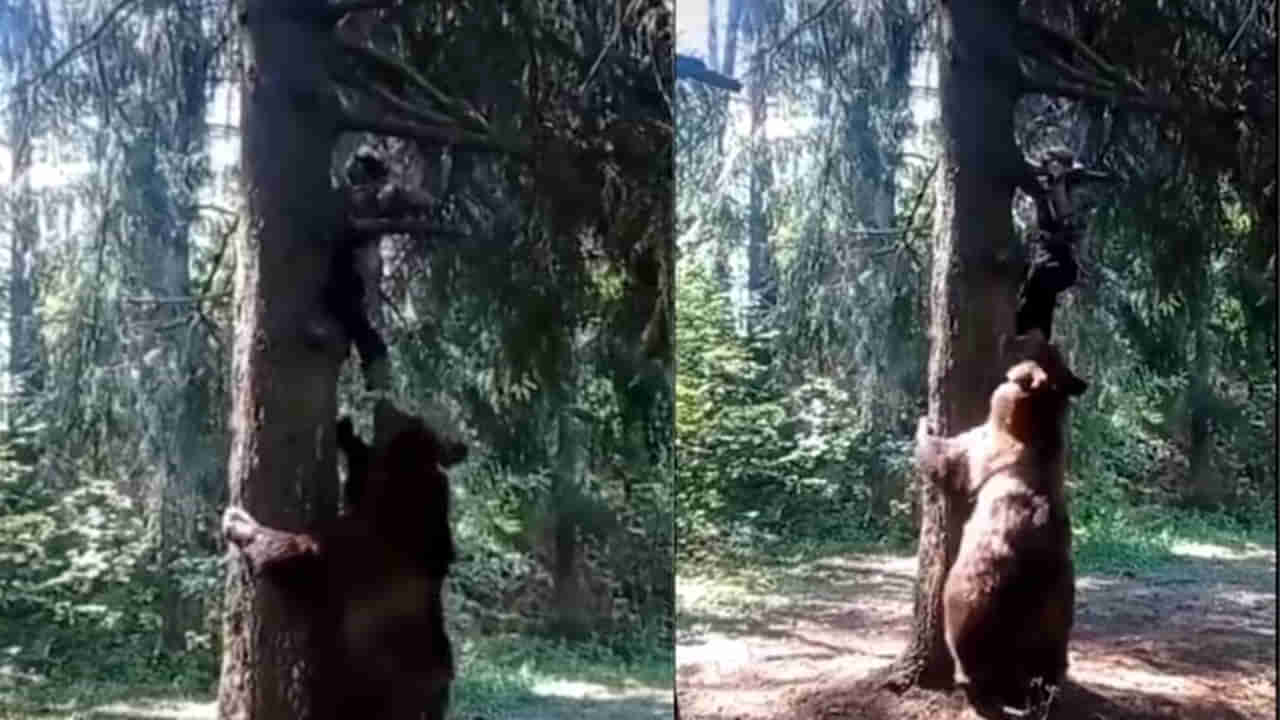 Viral Video: అమ్మబాబోయ్.. చిచ్చాకు చుక్కలు చూపించిన ఎలుగుబంటి.. చెట్టెక్కినా కూడా..