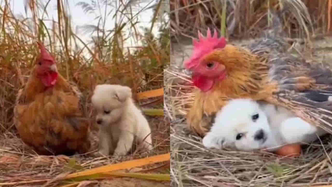 Viral Video: అమ్మతనానికి అద్దం పట్టే దృశ్యం.. హృదయానికి హత్తుకుంటున్న వీడియో