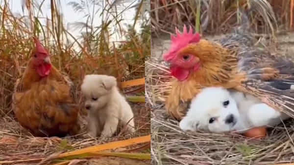 Viral Video: అమ్మతనానికి అద్దం పట్టే దృశ్యం.. హృదయానికి హత్తుకుంటున్న వీడియో