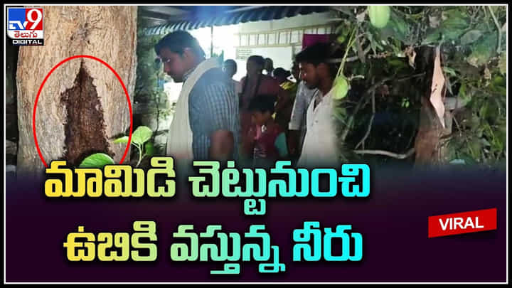 Viral Video: మామిడి చెట్టునుంచి ఉబికి వస్తున్న నీరు.. వైరల్ అవుతున్న వీడియో. Viral Video: మామిడి చెట్టునుంచి ఉబికి వస్తున్న నీరు.. వైరల్ అవుతున్న వీడియో.
