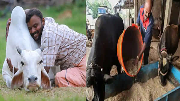 Cattle Holiday: అక్కడ పశువులకు ఆదివారం సెలవు .. 100 ఏళ్లుగా కొనసాగుతున్న సంప్రదాయం.. రీజన్ ఏమిటంటే..