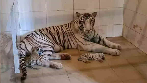 White tigress: గ్వాలియర్ జూలో కొత్త అతిథులు.. మూడు కూనలకు జన్మనిచ్చిన తెల్ల పులి