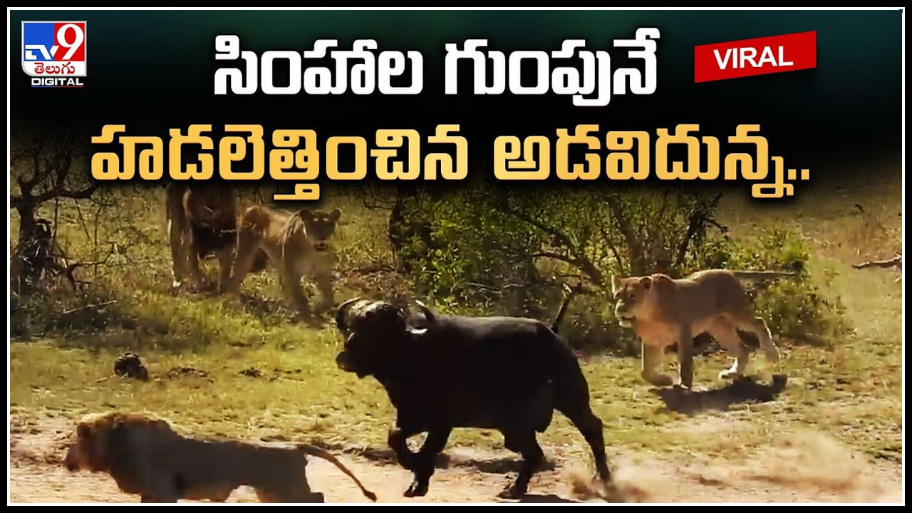 Viral Video: సింహాన్ని ఎత్తి అవతలపడేసిన దున్న.. బిత్తరపోయిన రారాజు.. వీడియో.