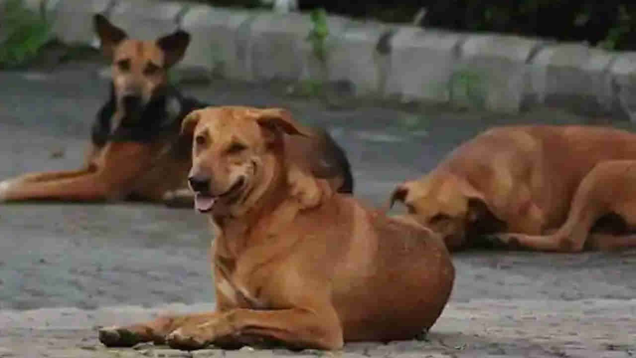 Stray Dogs: దారుణ సంఘటన.. రోడ్డుపైనే మహిళను పీక్కుతిన్న వీధికుక్కలు