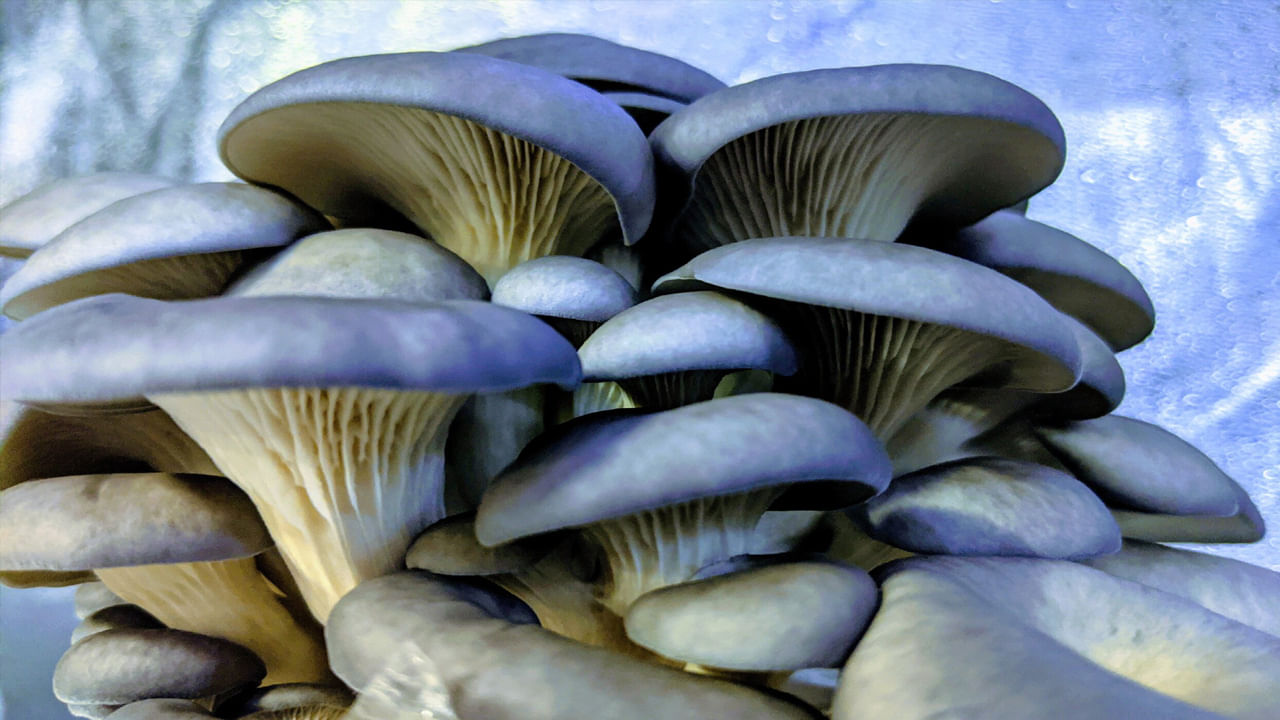 Expensive Mushrooms: ఇవి ప్రపంచంలోనే అత్యంత ఖరీదైన పుట్టగొడుగులు.. ధరెంతో తెలిస్తే కళ్లు తేలేస్తారు..