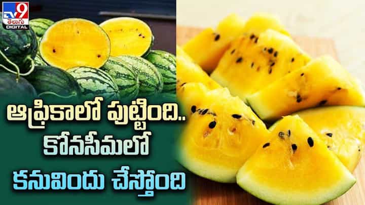 ఆఫ్రికాలో పుట్టింది.. కోనసీమలో కనువిందు చేస్తోంది !! ఆఫ్రికాలో పుట్టింది.. కోనసీమలో కనువిందు చేస్తోంది !!