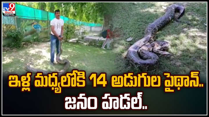 Python Viral Video: ఇళ్ల మధ్యలోకి 14 అడుగుల పైథాన్.. జనం హడల్.. వీడియో వైరల్.. Python Viral Video: ఇళ్ల మధ్యలోకి 14 అడుగుల పైథాన్.. జనం హడల్.. వీడియో వైరల్..