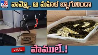 శాడిస్ట్‌ మేకపిల్ల.. ఏం చేసిందో చూస్తే నవ్వకుండా ఉండలేరు