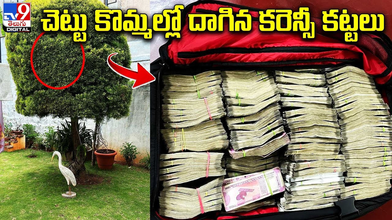 Mysore Money: కర్నాటక ఎన్నికల సిత్రం.. మామిడి చెట్టు కొమ్మల్లో కరెన్సీ బ్యాగు..! వీడియో.