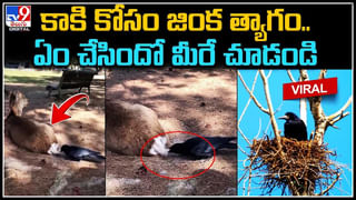 Deer Viral Video: నగర వీధుల్లో లేడిపిల్ల షికారు.. ముచ్చటపడిపోతున్న నెటిజన్లు.