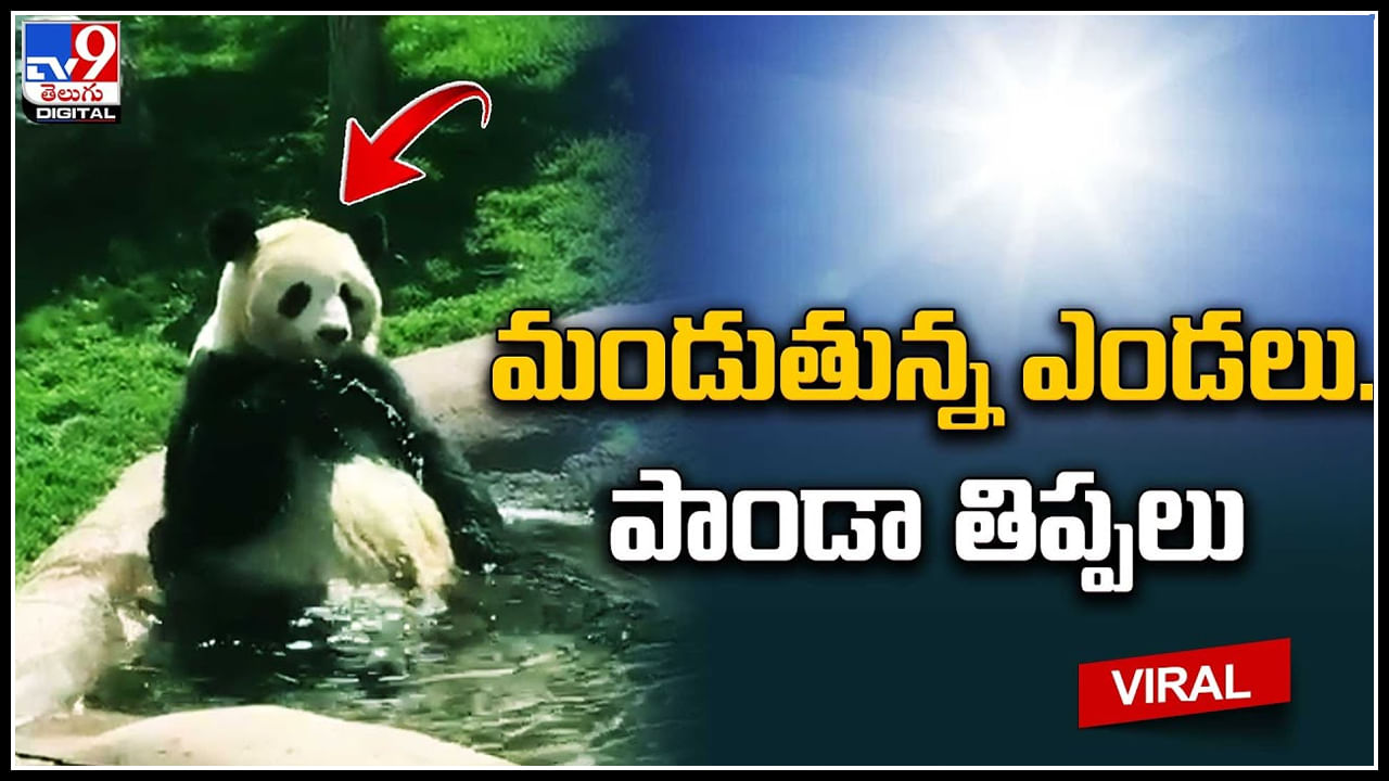 Panda: మండుతున్న ఎండలు.. పాండా తిప్పలు..! పాండా చేసిన పనికి నెటిజన్లు ఫిదా..