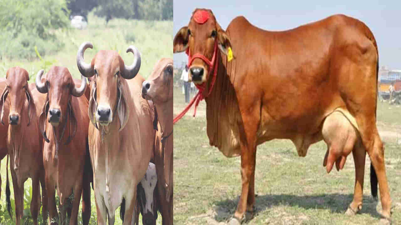 Desi Cow: ఈ దేశీయ ఆవులను పెంచుకోండి.. మీ ఇంట్లో పాల నది ప్రవహిస్తుంది .. ఆర్ధికంగా లాభాలు కూడా