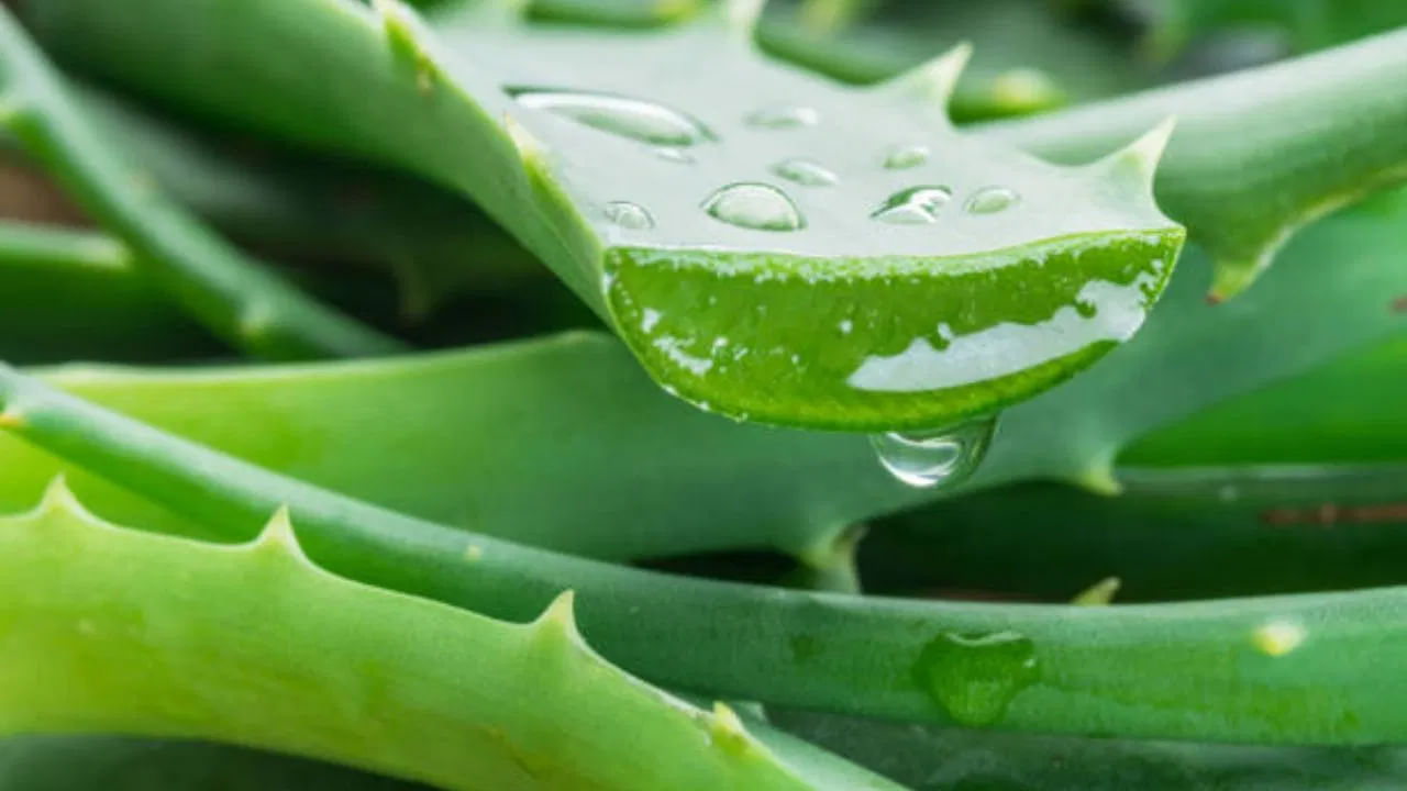 Soap Making Tips: Commercial soaps contain alkali and other chemicals.  Alkaline soaps make our skin dry and rough.  It also destroys the skin's pH balance and natural oils.  There is no fear of side effects in homemade aloe vera soap.