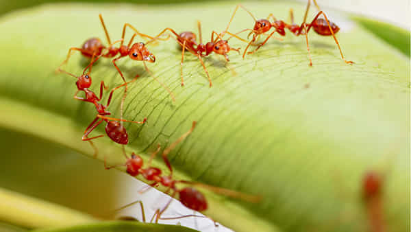 Ants Milk: చీమలు పాలు ఇస్తాయని మీకు తెలుసా? వాటిని తాగేదేవరో తెలిస్తే అవాక్కవుతారు..!