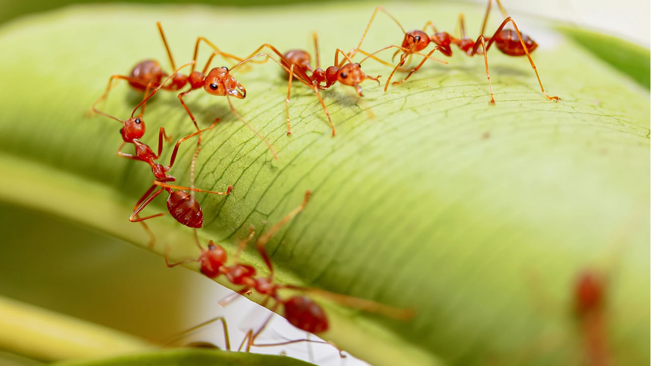 Ants Milk: చీమలు పాలు ఇస్తాయని మీకు తెలుసా? వాటిని తాగేదేవరో తెలిస్తే అవాక్కవుతారు..!
