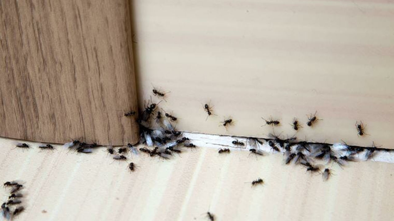 Ants Problem: ఇంట్లో చీమల బెడద ఎక్కువగా ఉందా..? కెమికల్స్ లేకుండానే సులభంగా తప్పించుకోండిలా..