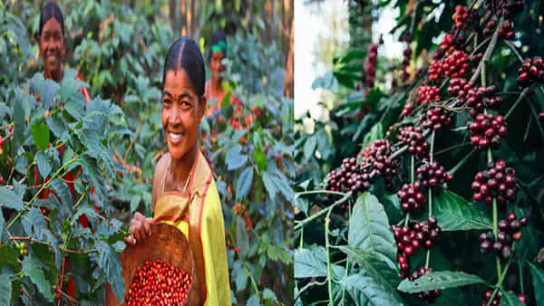 Araku Valley Coffee: అరకువేలీ కాఫీకి ఆర్గానిక్ సర్టిఫికేషన్.. మరింత ధర లభించే అవకాశం ఉందని గిరిజనులు హర్షం..