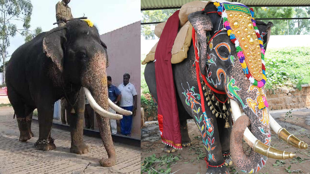 Dasara Elephant: దసరా ఉత్సవాల్లో బంగారు అంబారీని 14 సార్లు మోసిన ఏనుగు ఇక లేడు.. బలరాముడు స్పెషాలిటీ ఏమిటో తెలుసా..!