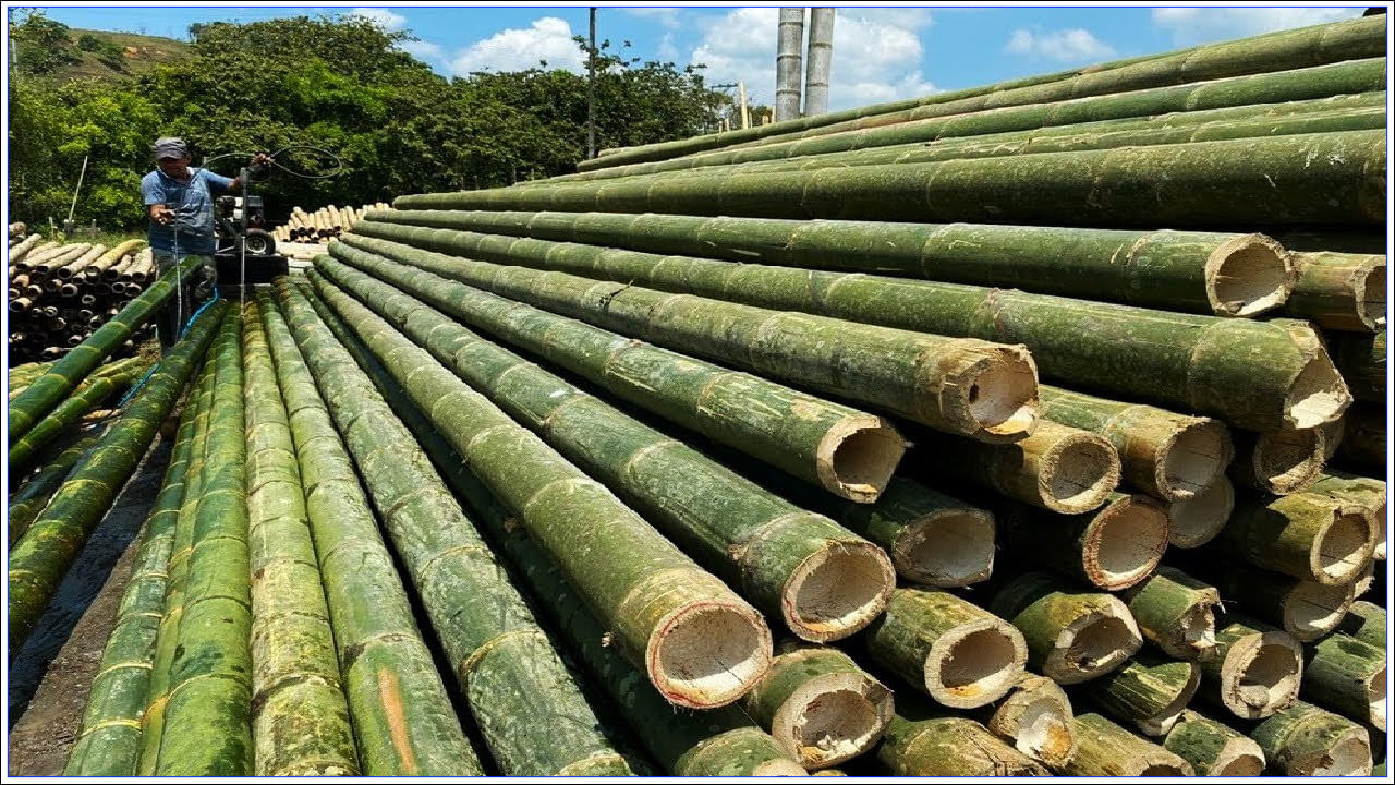 Bamboo Farming: ‘వెదురు’ సాగుతో లక్షల్లో సంపాదన.. అంతర్జాతీయ మార్కెట్లో భారీ డిమాండ్‌