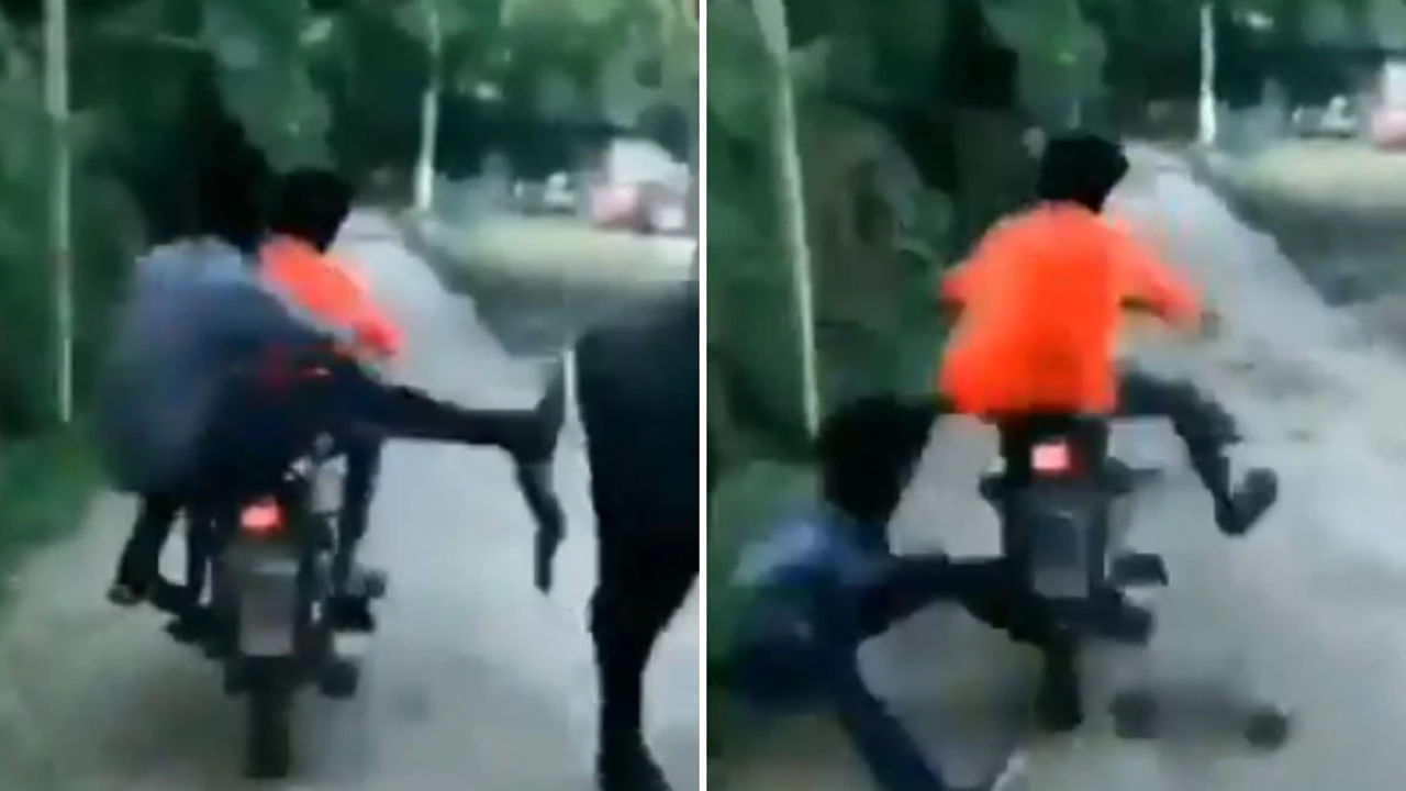 Watch Video: దూల తీరింది వెదవకి.. గేదని తన్నబోయాడు అంతలోనే