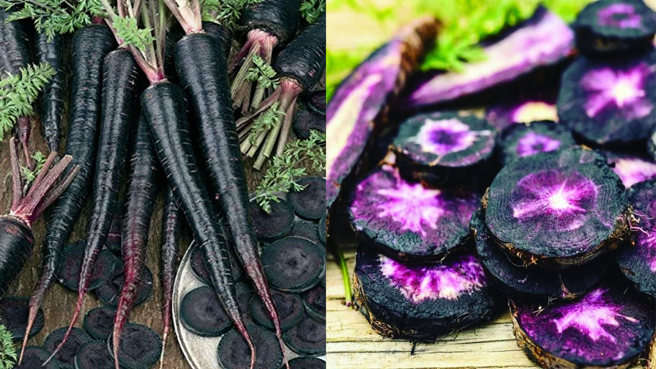 Black Carrot: ఔషధాల కోసం ఉపయోగించే బ్లాక్ క్యారెట్.. రైతన్నకు లాభాల పంట.. ఎలా పండించాలంటే..