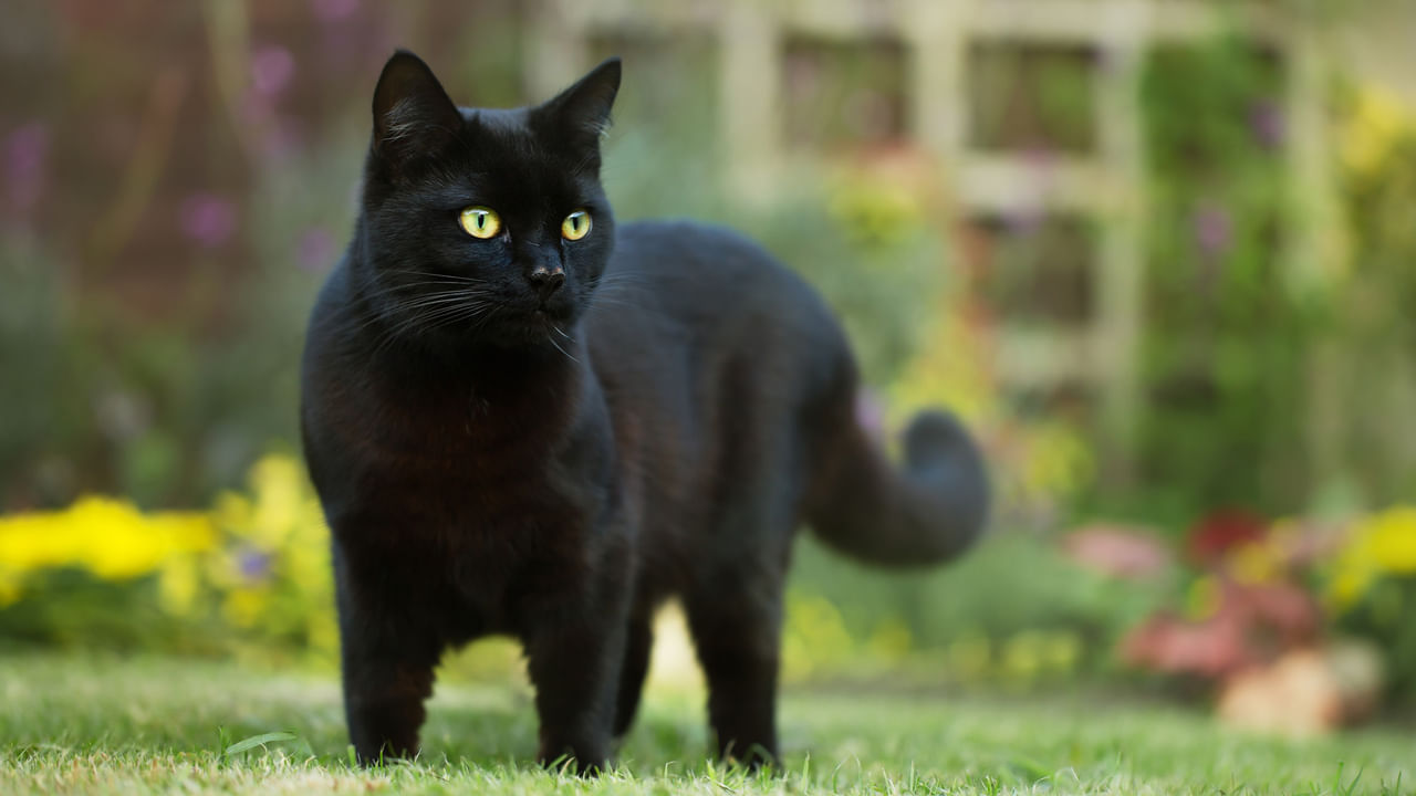 Black Cat: నల్ల పిల్లి ఎదురైతే శుభమా? అశుభమా? ఈ మూఢ నమ్మకం వెనుక అసలు కథ ఇదీ..!