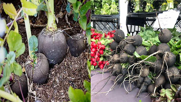 Black Radish: నల్ల ముల్లంగికి మార్కెట్లో ఫుల్ డిమాండ్.. సాగుతో అధిక లాభాలు.. ఆరోగ్యప్రయోజనాలు ఎన్నో..