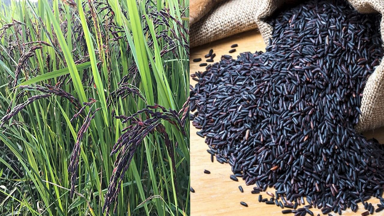 Black Rice:  ఈ బియ్యం ఆరోగ్యానికి అమృతం, కిలో రూ.500.. రైతన్నకు వరం ఈ వంగడం..  పండించటానికి బెస్ట్ ఎంపిక..