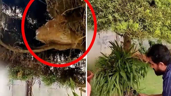 ఎన్నికల వేళ చెట్లకు డబ్బులు కాయడం ఎప్పుడైనా చూశారా..? వీడియో వైరల్