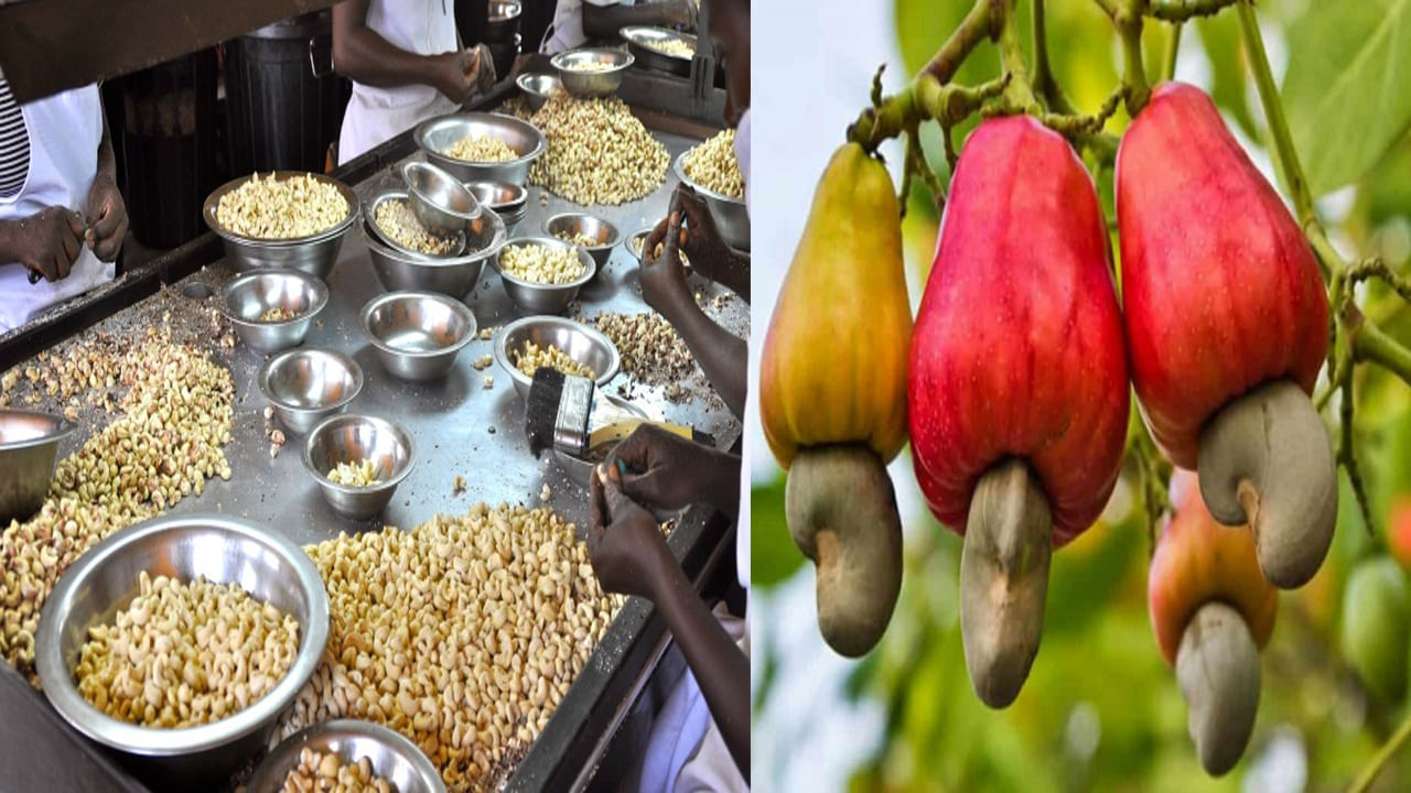 Cashew Nuts: ఆ గ్రామంలో కూరగాయలకంటే తక్కువ ధరకే జీడిపప్పు.. క్యాషూ సిటీ ఆఫ్‌లో రోడ్డుపక్కనే అమ్మకం..