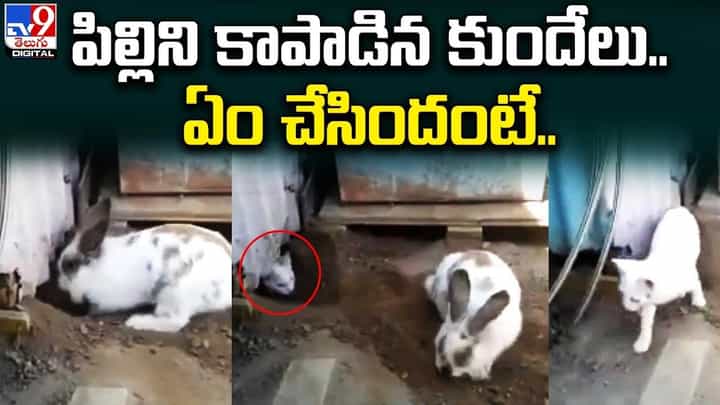 పిల్లికి కుందేలు సాయం.. నెట్టినట వైరల్ అవుతున్న క్యూట్ వీడియో పిల్లికి కుందేలు సాయం.. నెట్టినట వైరల్ అవుతున్న క్యూట్ వీడియో