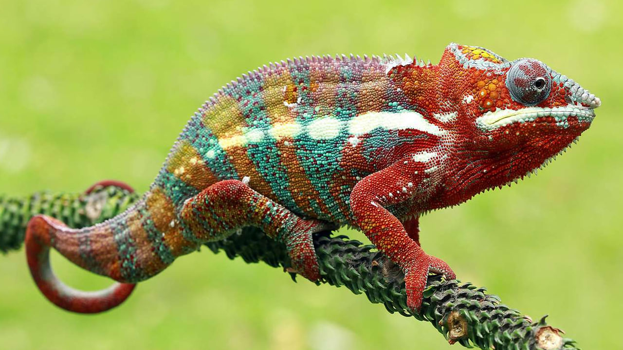 Chameleon 5