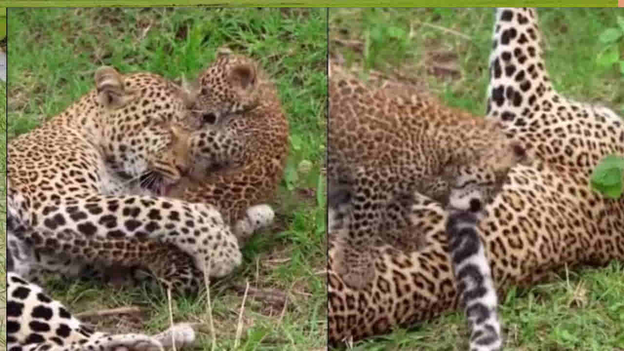 Watch Video: తల్లి తోకతో ఆటలాడుకున్న చిరుత కూన, వీడియో వైరల్