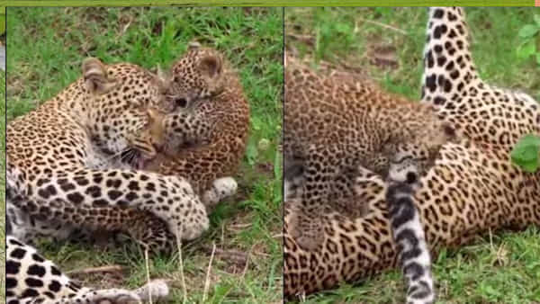 Watch Video: తల్లి తోకతో ఆటలాడుకున్న చిరుత కూన, వీడియో వైరల్