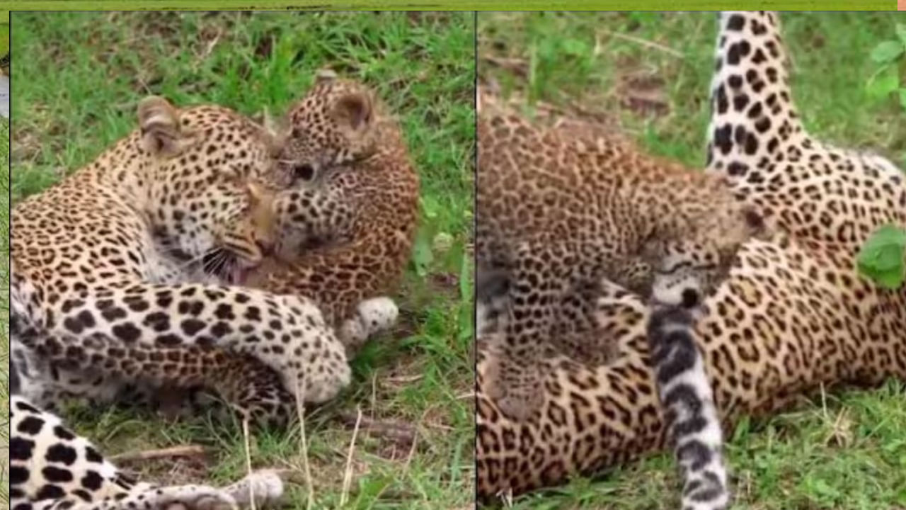 Watch Video: తల్లి తోకతో ఆటలాడుకున్న చిరుత కూన, వీడియో వైరల్