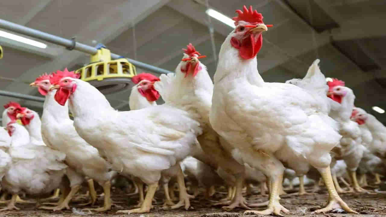 Chicken Price: మాంసం ప్రియులకు షాక్‌.. కొండెక్కిన కోడి ధరలు.. మరో నెల పాటు ఇవే రేట్లు..