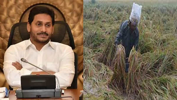 CM Jagan: అకాలవర్షాలతో తడిచిన ధాన్యం.. అన్నదాతకు అండగా సీఎం జగన్.. ధాన్యం కొనుగోలు చేయాలని ఆదేశం