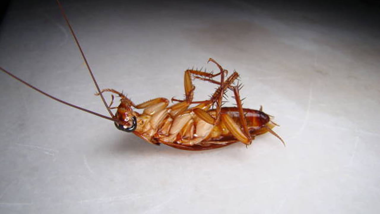 Cockroach: బాబోయ్.. బతికున్న బొద్దింకతో మాత్రమే కాదు, చచ్చిన బొద్దింక కూడా పెను ప్రమాదం