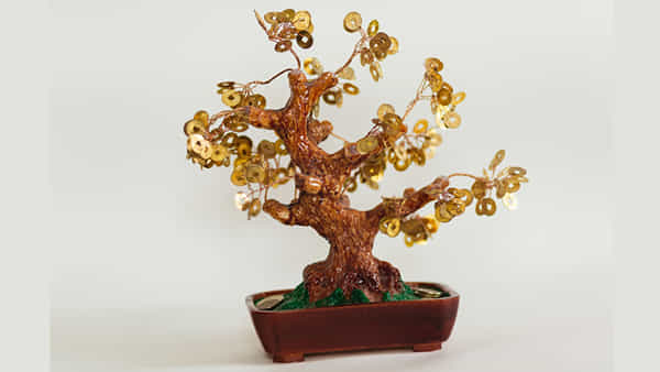 Coin Tree: ఇంట్లో ఈ చెట్టును పెడితే డబ్బే డబ్బు! లక్ష్మీదేవి ఆశీర్వాదం ఎల్లప్పుడూ మీపైనే..!