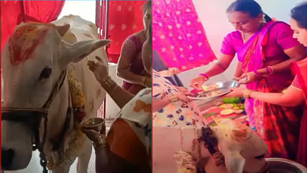 Cow Baby shower: గోమాతకు వేదమంత్రాలతో వైభవంగా సీమంతం.. అతిధులకు విందు భోజనం..
