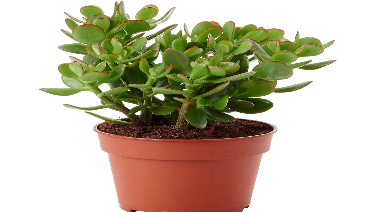 Crassula Plant