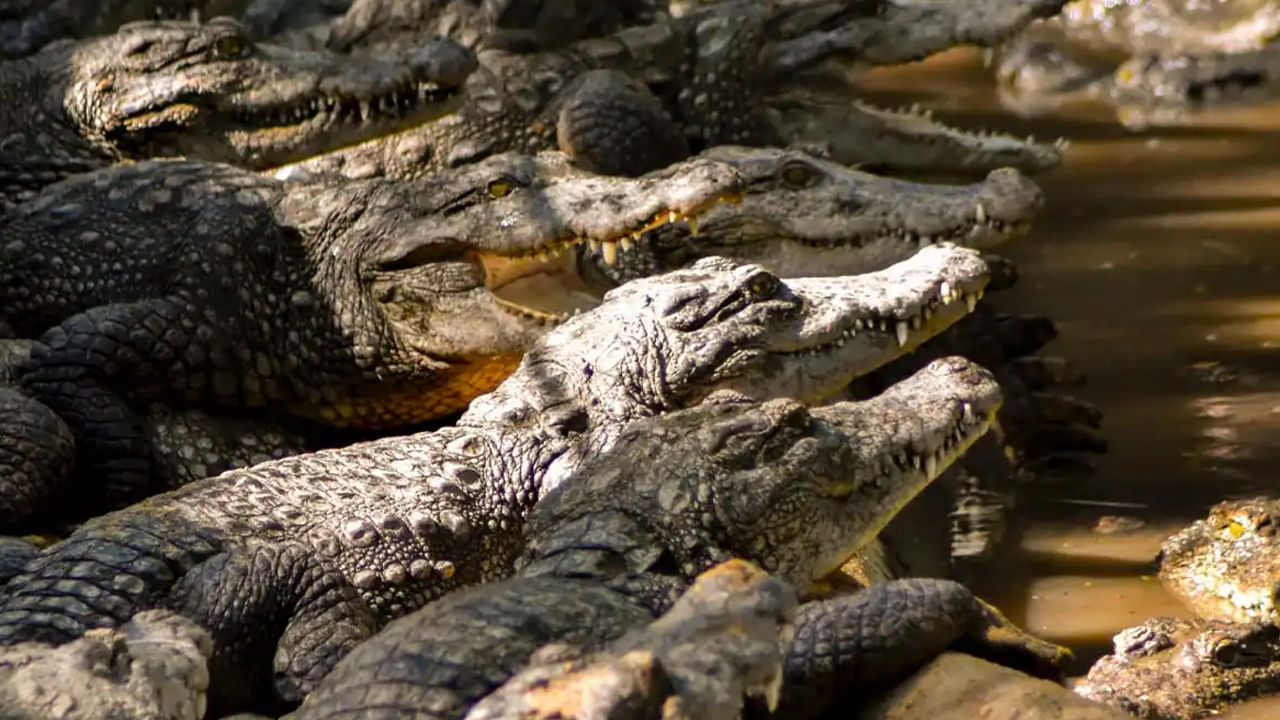 Crocodile: వామ్మో దారుణం.. 72 ఏళ్ల వృద్ధుడ్ని పీక్కుతిన్న 40 మొసళ్లు.. అసలేం జరిగిందంటే