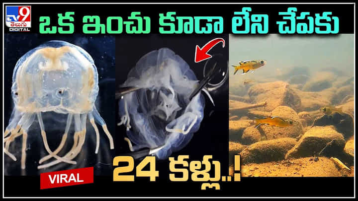 24 Eyes Fish: ఒక ఇంచు కూడా లేని చేపకు 24 కళ్లు..! శాస్త్రవేత్తల కంటపడ్డ విచిత్ర చేప.. 24 Eyes Fish: ఒక ఇంచు కూడా లేని చేపకు 24 కళ్లు..! శాస్త్రవేత్తల కంటపడ్డ విచిత్ర చేప..