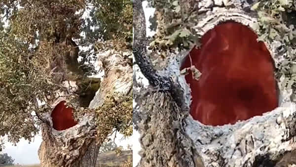 Watch Video: బాబోయ్ ఇదేమైనా దెయ్యం చెట్టా? పైకేమో పచ్చని ఆకులు.. లోపల భగ భగ మంటలు.. !
