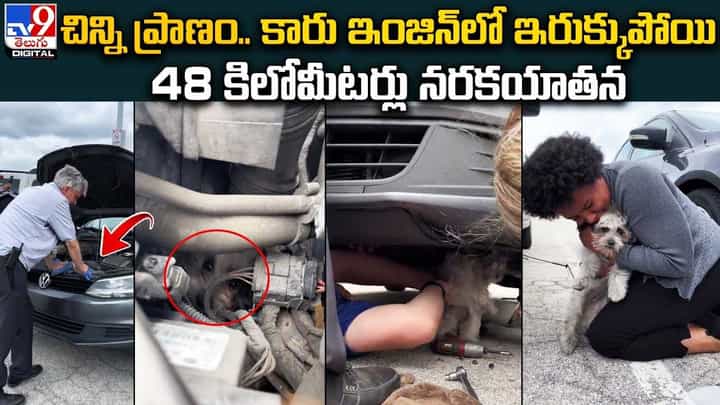 చిన్ని ప్రాణం.. కారు ఇంజిన్లో ఇరుక్కుపోయి 48 కిలోమీటర్లు నరకయాతన చిన్ని ప్రాణం.. కారు ఇంజిన్లో ఇరుక్కుపోయి 48 కిలోమీటర్లు నరకయాతన
