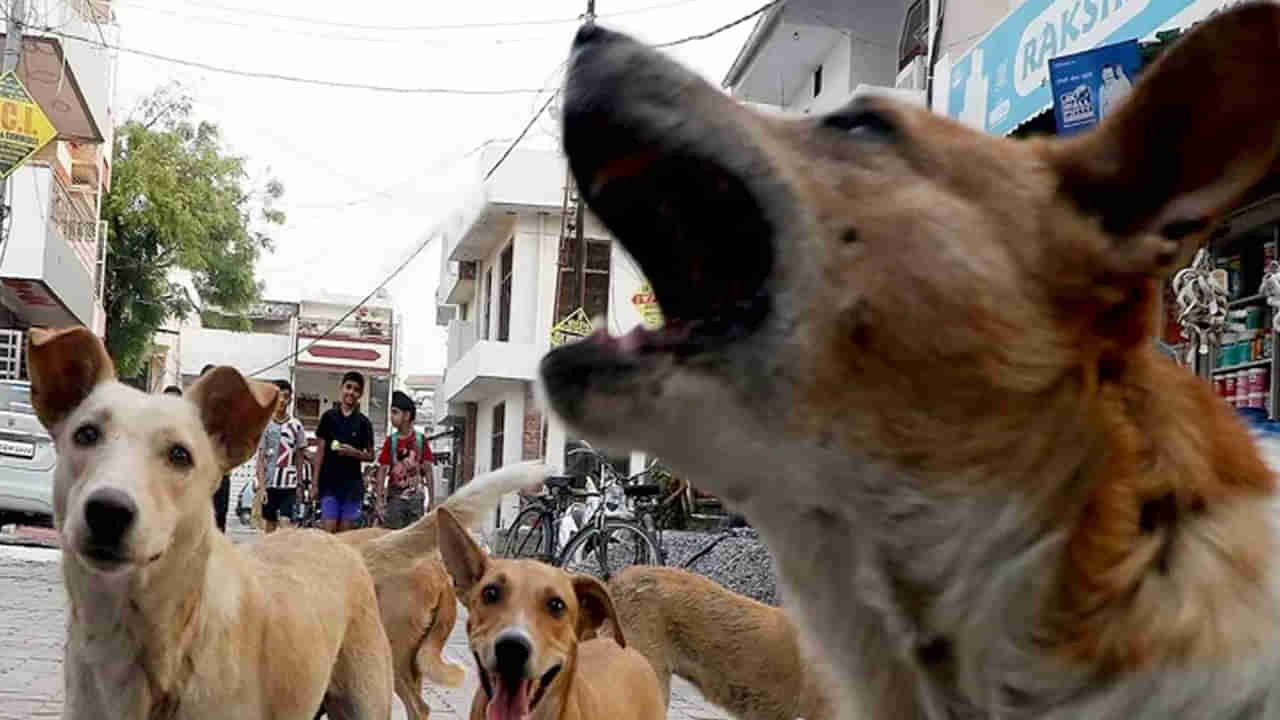 Dog Attack: ఇద్దరు డాక్టర్లతో సహా ఐదుగురిపై దాడి చేసిన వీధి కుక్క.. అనంతరం అక్కడికక్కడే మృతి