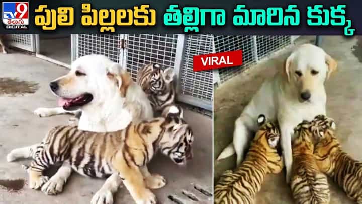 పులి పిల్లలకు పాలిచ్చి.. తల్లి ప్రేమను పంచిన కుక్క.. పులి పిల్లలకు పాలిచ్చి.. తల్లి ప్రేమను పంచిన కుక్క..