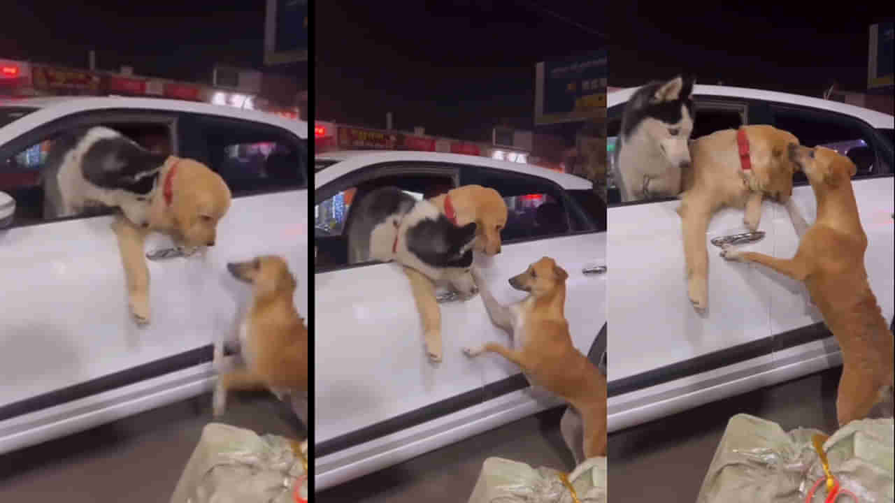 Viral Video: స్నేహమంటే ఇదేరా.. మనం కూడా ఈ కుక్కలను చూసి ఎంతో నేర్చుకోవాలి..